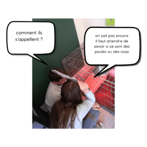 les enfants vont visiter les poussins dans la classe de MS ecole sainte marie Fuveau